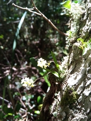 Polystachya humbertii image