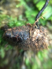 Ophiocordycipitaceae