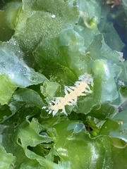 Amblyosyllis
