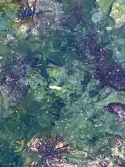 Amblyosyllis