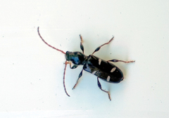 Phymatodes