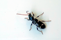 Phymatodes