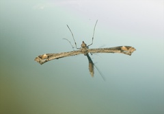 Pterophoroidea