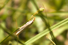 Crambus multilinellus