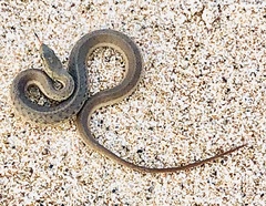 Thamnophis validus