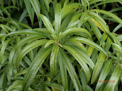 Melicytus lanceolatus