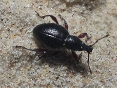 Otiorhynchus atroapterus