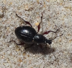 Otiorhynchus atroapterus