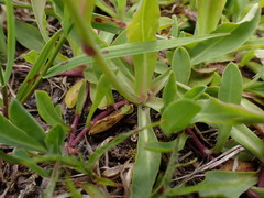 Pilosella lactucella
