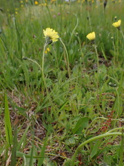 Pilosella lactucella