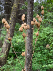 Drymocallis convallaria