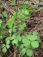 Drymocallis convallaria