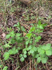 Drymocallis convallaria
