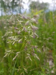 Poa pratensis