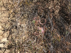Calliandra eriophylla
