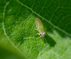 Psylla buxi
