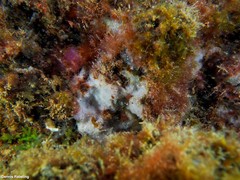 Haliclona fibulata