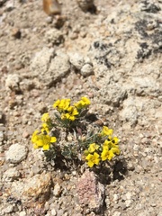 Physaria reediana