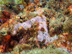 Haliclona fibulata