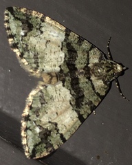 Hydriomena albifasciata
