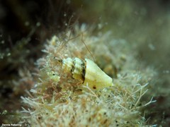 Pseudomangelia vauquelini