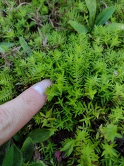 Chevreulia acuminata