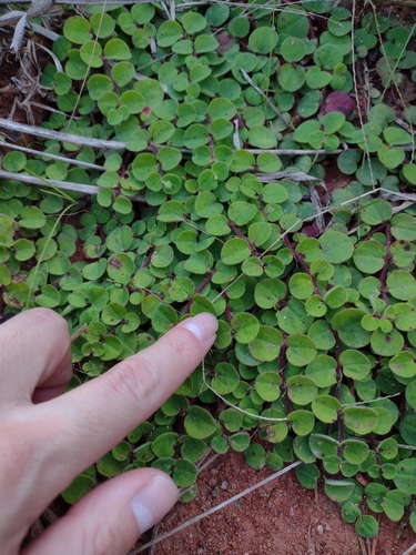 Euphorbia peperomioides