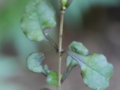 Coprosma spathulata spathulata