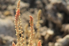 Oligomeris linifolia