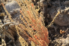 Oligomeris linifolia