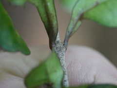Coprosma spathulata spathulata