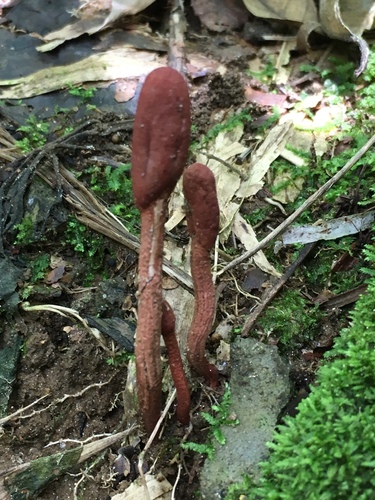 Ophiocordyceps sobolifera image