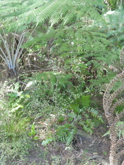 Coprosma spathulata spathulata
