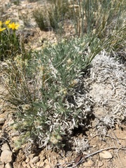 Oreocarya caespitosa