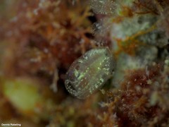 Clavelinidae