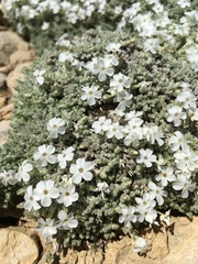 Phlox muscoides