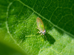 Psylla buxi
