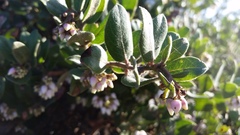 Arctostaphylos crustacea