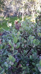 Arctostaphylos crustacea