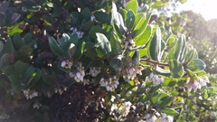 Arctostaphylos crustacea