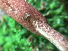 Ophiocordyceps sobolifera image