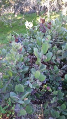 Arctostaphylos crustacea