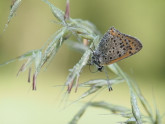 Lycaena bleusei