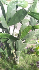 Image of Opuntia tomentosa