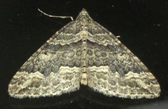 Perizoma custodiata