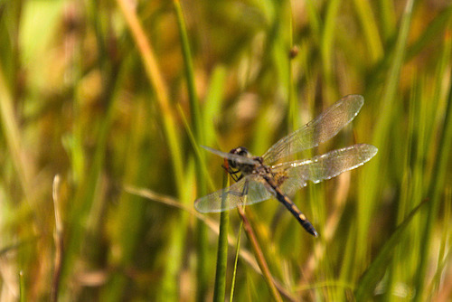 Ornate Pennant photo 5