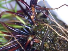 Isolepis cernua cernua