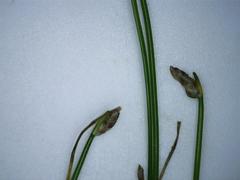 Isolepis cernua cernua