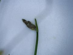 Isolepis cernua cernua