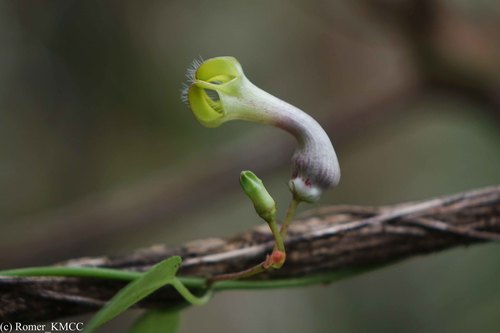 Ceropegia racemosa image